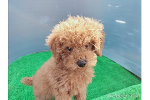 成約済の兵庫県のトイプードル-172878の8枚目